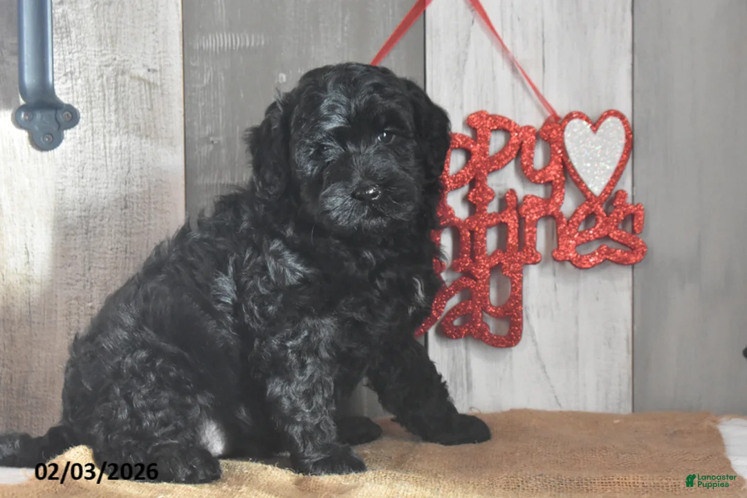 Goldendoodle dogs for sale: Jemima - Ad 1