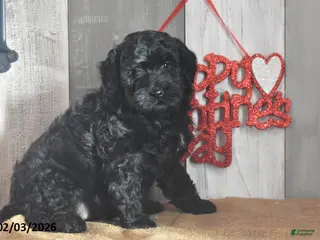 Goldendoodle dogs Jemima - Ad 1