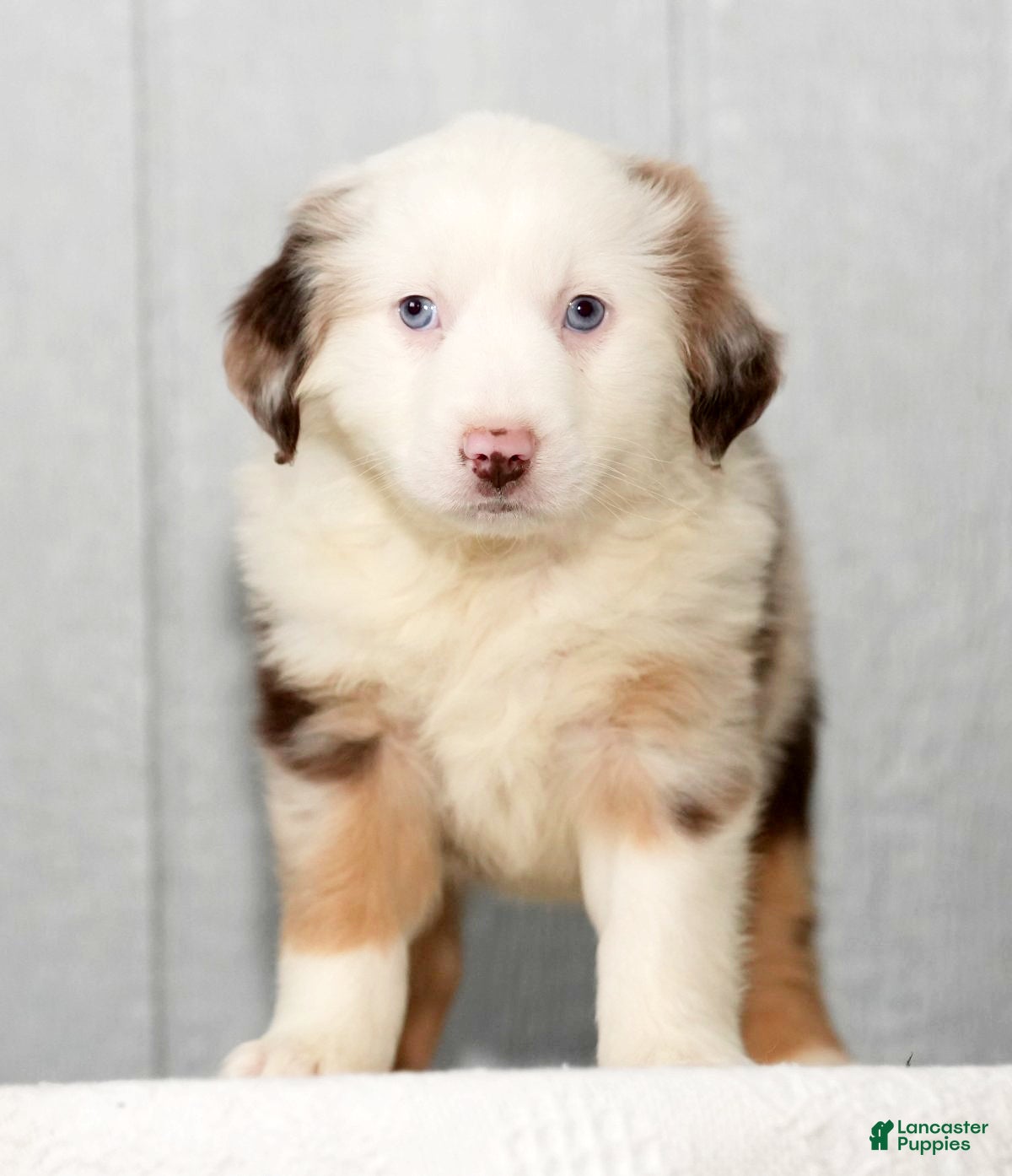 Miniature Australian Shepherd dogs Dixie - Ad 42