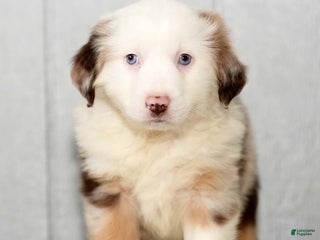 Miniature Australian Shepherd dogs Dixie - Ad 41