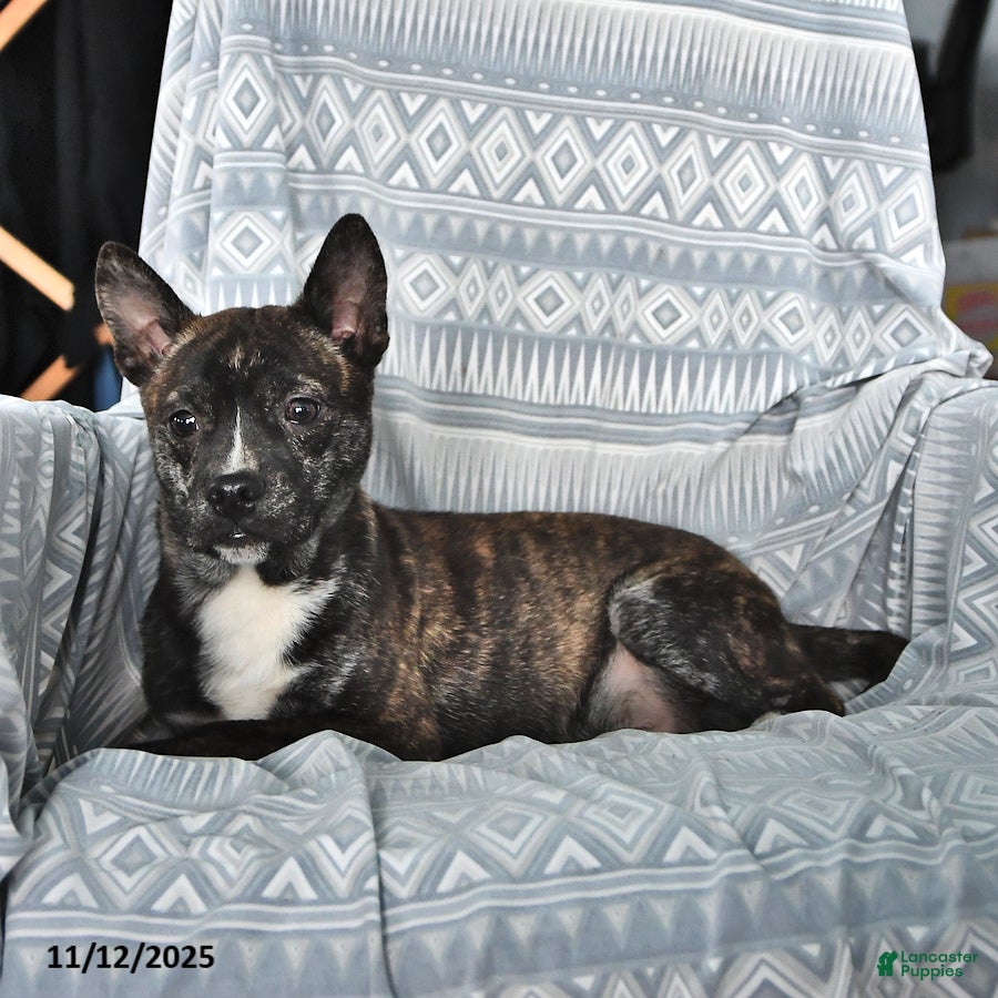 Other breed dogs Buck - Ad 18