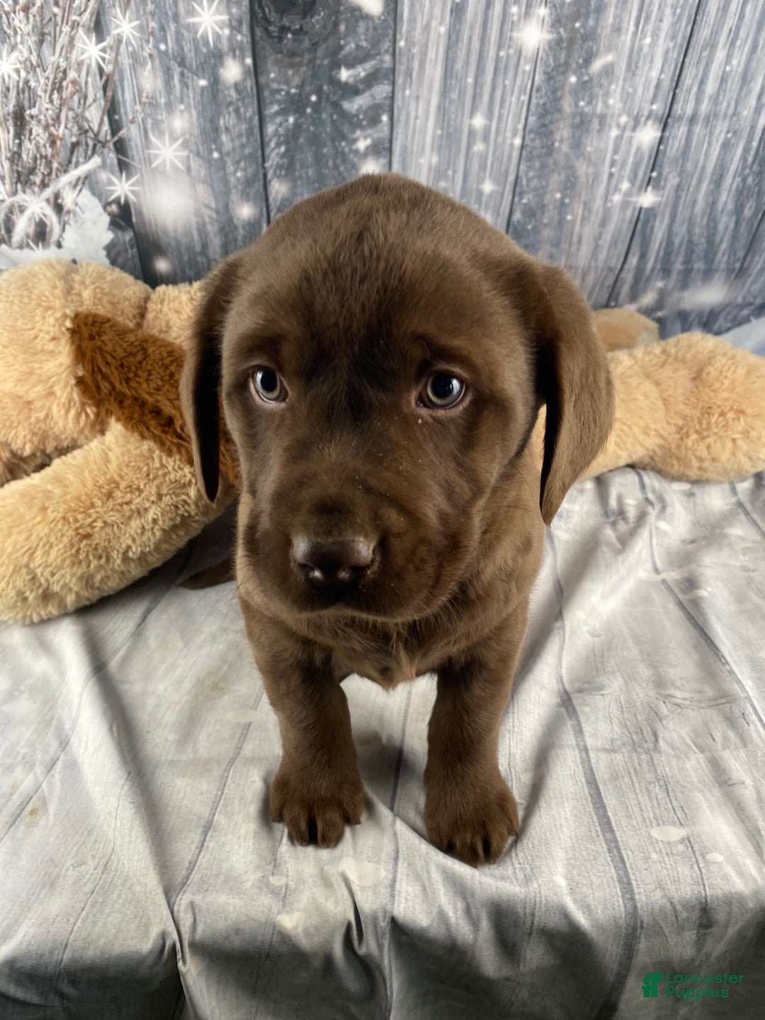 Labrador Retriever dogs for sale: Ava - Ad 6