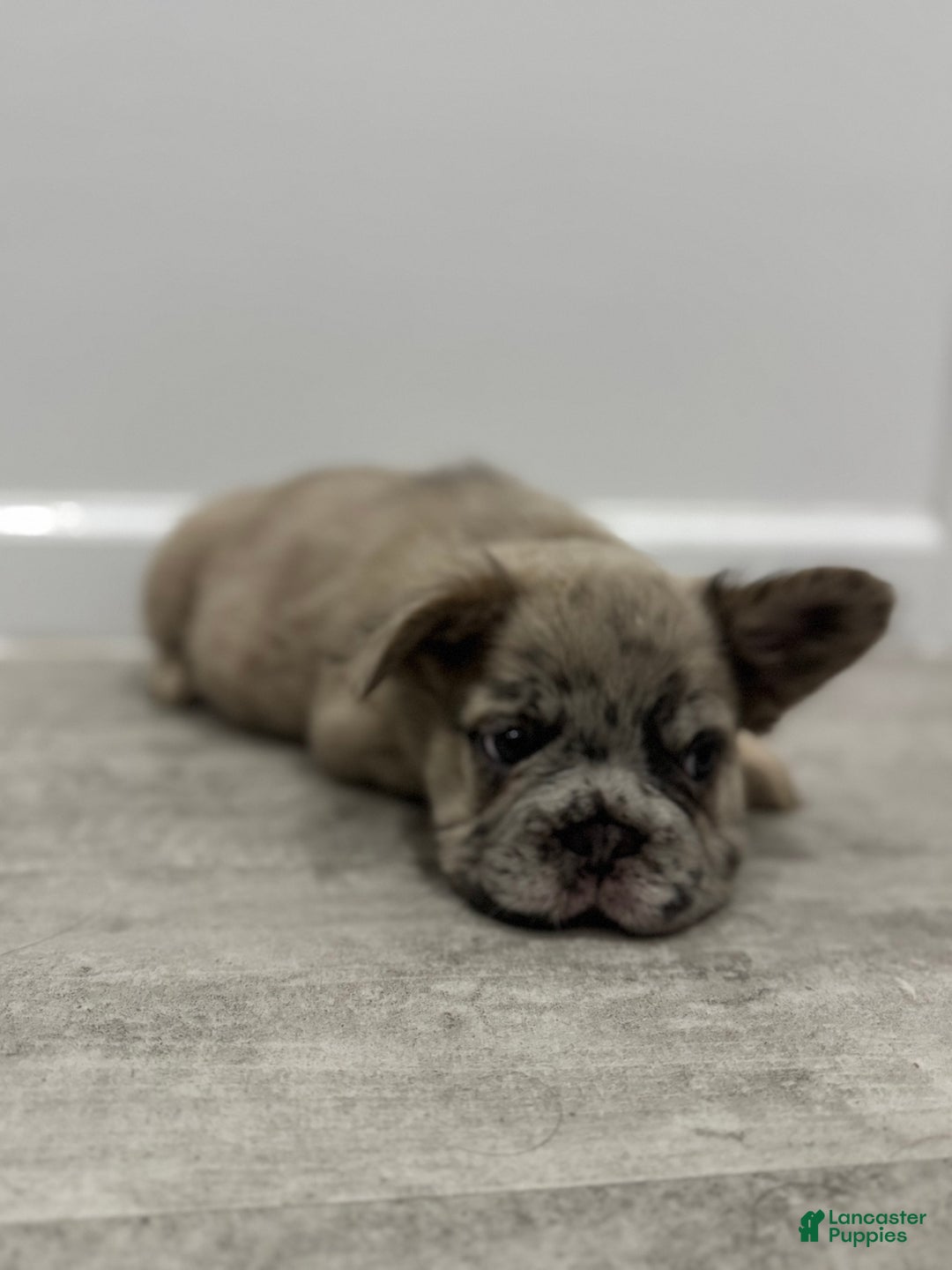 French Bulldog dogs for sale: STAR  - Ad 4