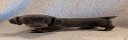Miniature Dachshund dogs for sale: DAXX - Ad 6