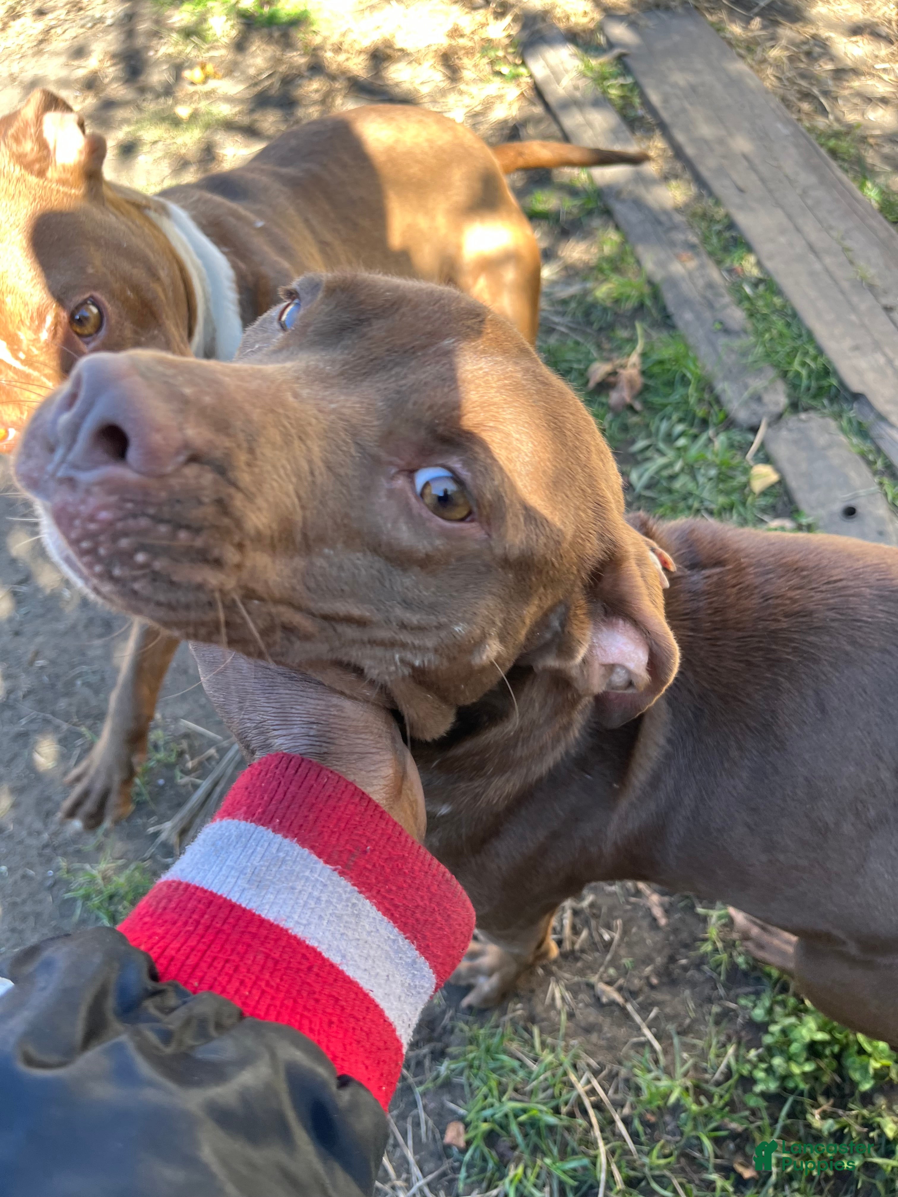 American Pit Bull Terrier dogs American Pit Bull Terrier Puppy 2 - Ad 6