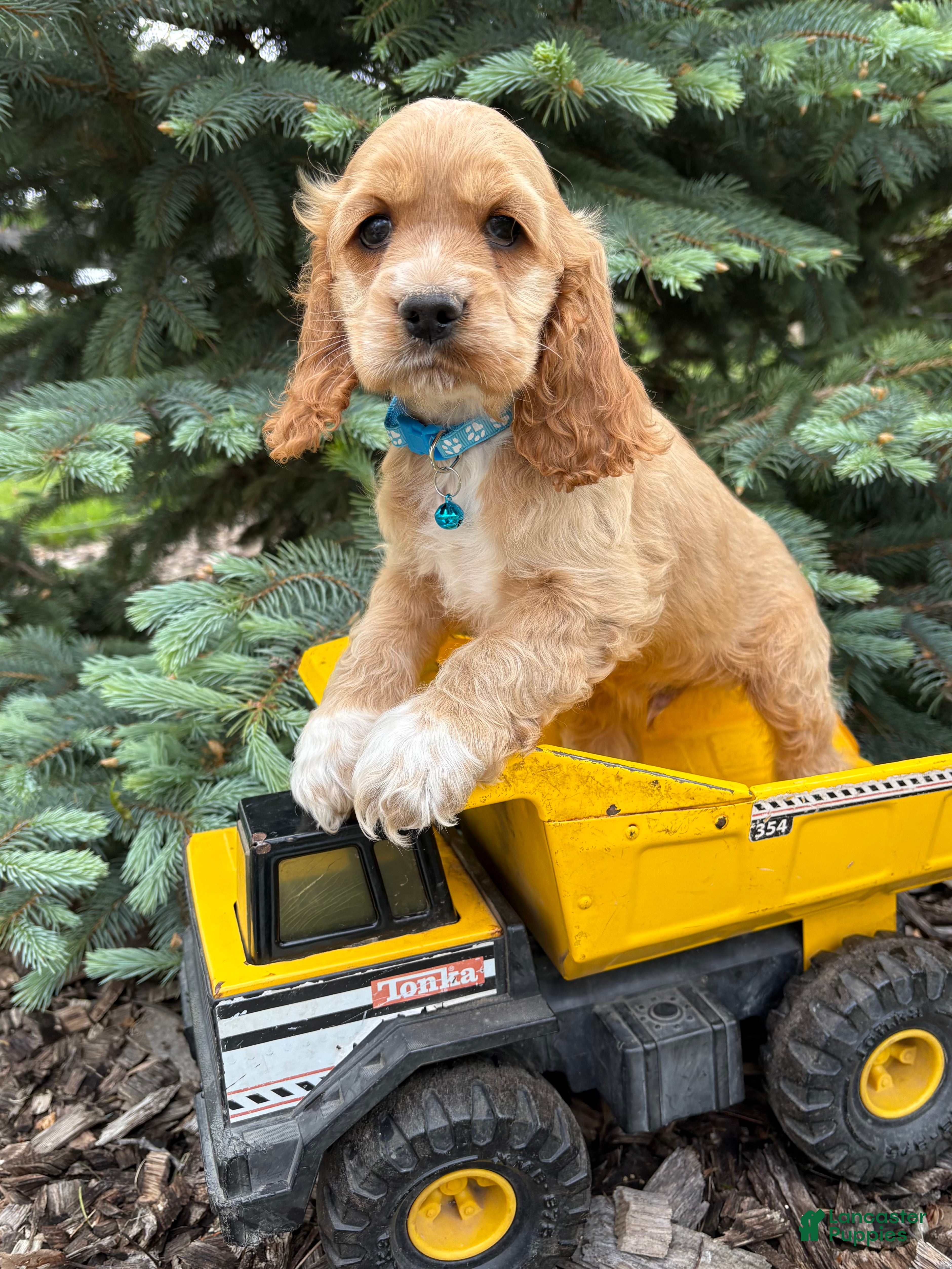 Cocker Spaniel dogs Jed - Ad 1