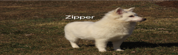 Mixed Breed dogs for sale: Zipper  - Ad 2