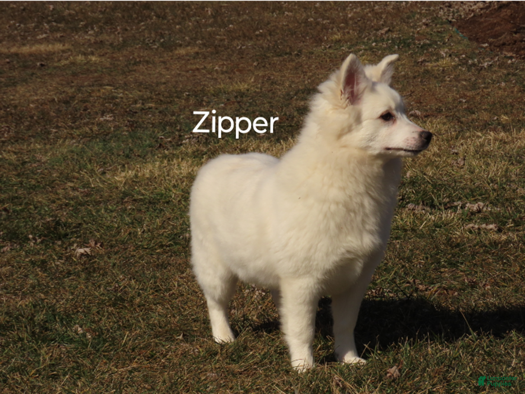 Mixed Breed dogs for sale: Zipper  - Ad 2