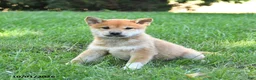 Shiba Inu dogs for sale: Gideon - Ad 3