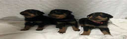 Rottweiler dogs for sale: lady - Ad 2