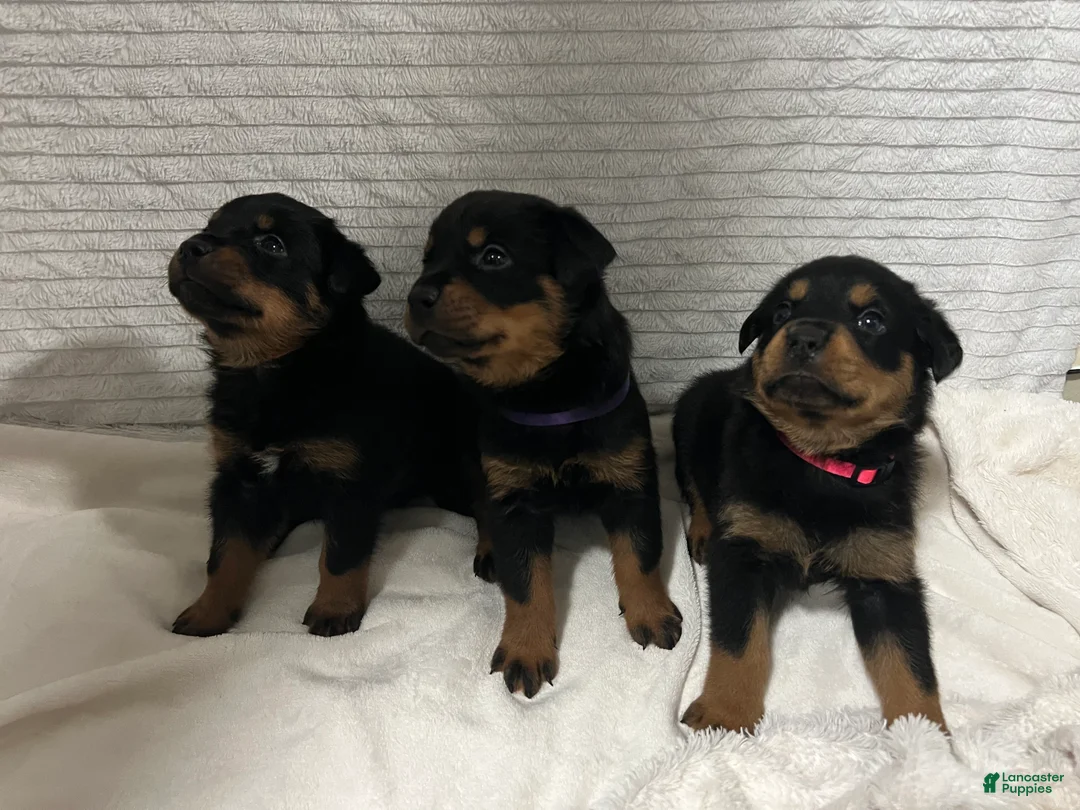 Rottweiler dogs for sale: lady - Ad 2