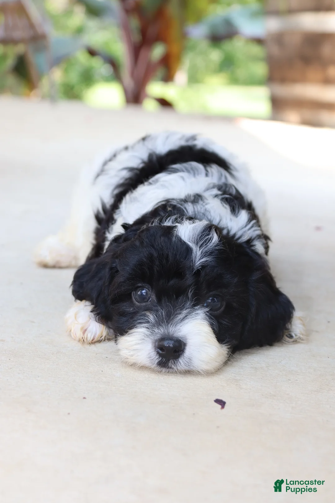 Cavapoo dogs for sale: Étouffée - Ad 1