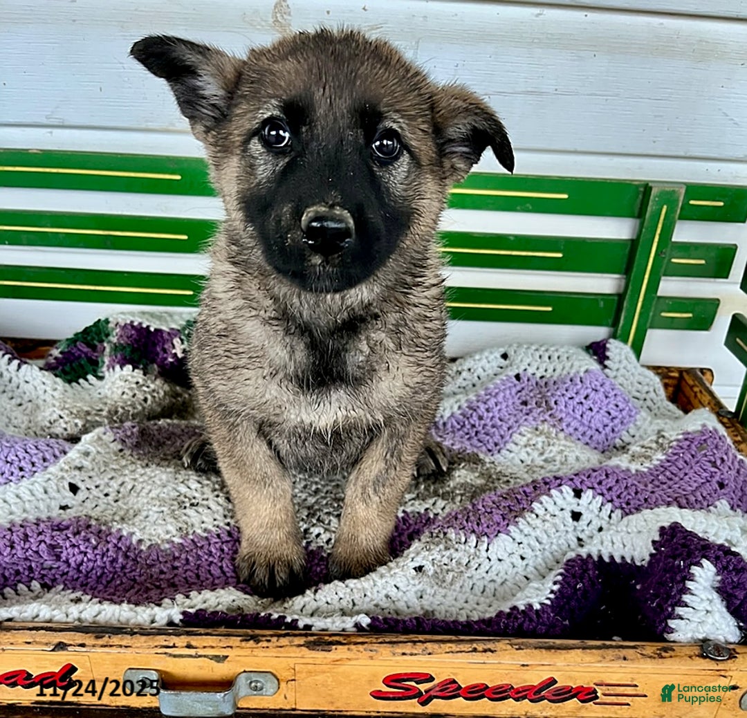 Mixed Breed dogs for sale: Buttercup - Ad 1