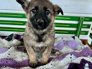 Mixed Breed dogs Buttercup - Ad 18