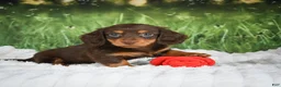 Miniature Dachshund dogs for sale: AKC Daisy - Ad 7