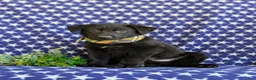 German Shepherd dogs for sale: Maverick - Ad 5