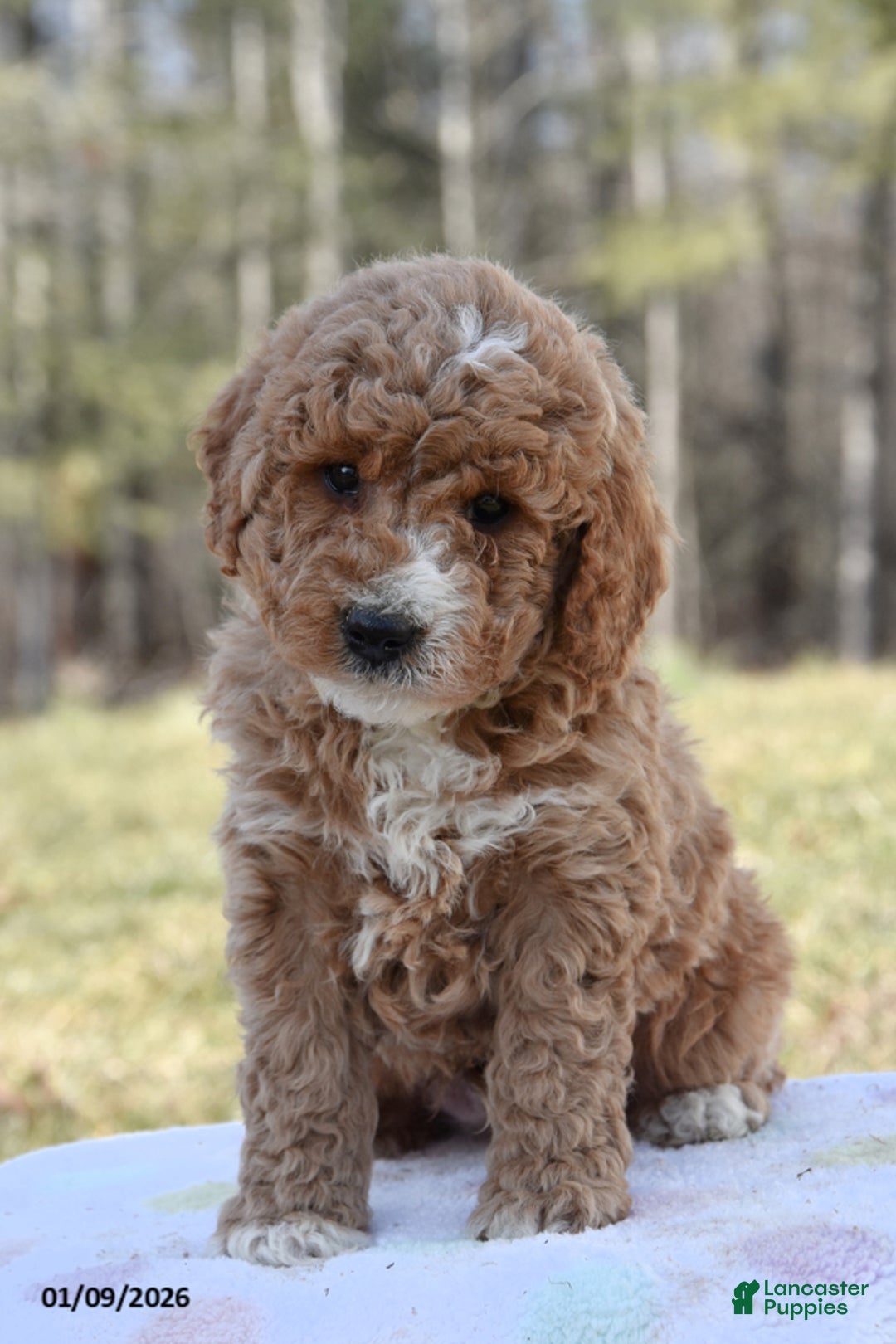 Miniature Poodle dogs for sale: Harry - Ad 1