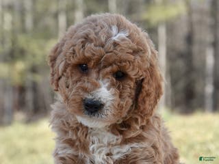 Miniature Poodle dogs for sale: Harry - Ad 2