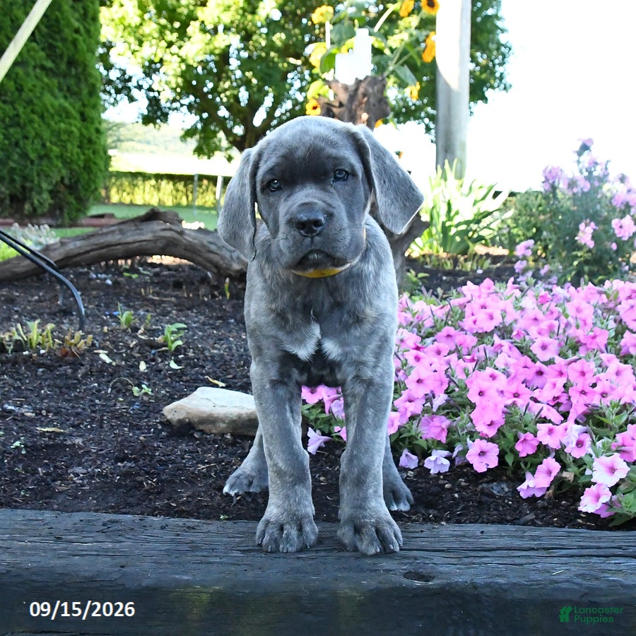 Cane Corso dogs Antler - Ad 1