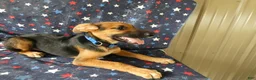 Sheprador dogs for sale: Golden Shepherd 2 Trigger - Ad 4