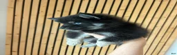 Pomsky dogs for sale: Oreo Micro/Teacup Pomsky - Ad 4