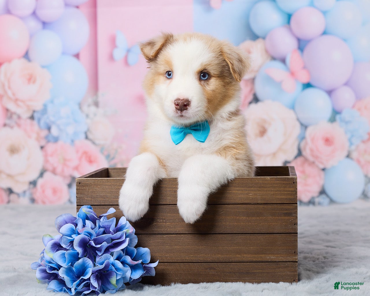Australian Shepherd dogs Cooper - Ad 1