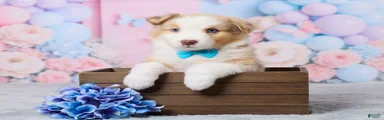Cooper
