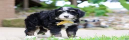 Mini Bernedoodle dogs for sale: Dr. Pepper - Ad 4