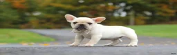 French Bulldog dogs for sale: Aspen - Ad 7