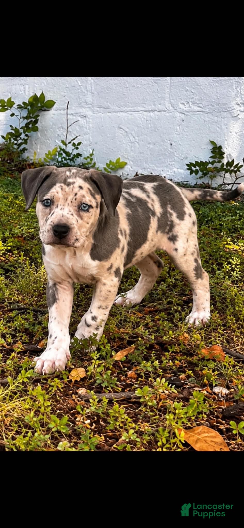 American Bully dogs American Bully 1 - Ad 2