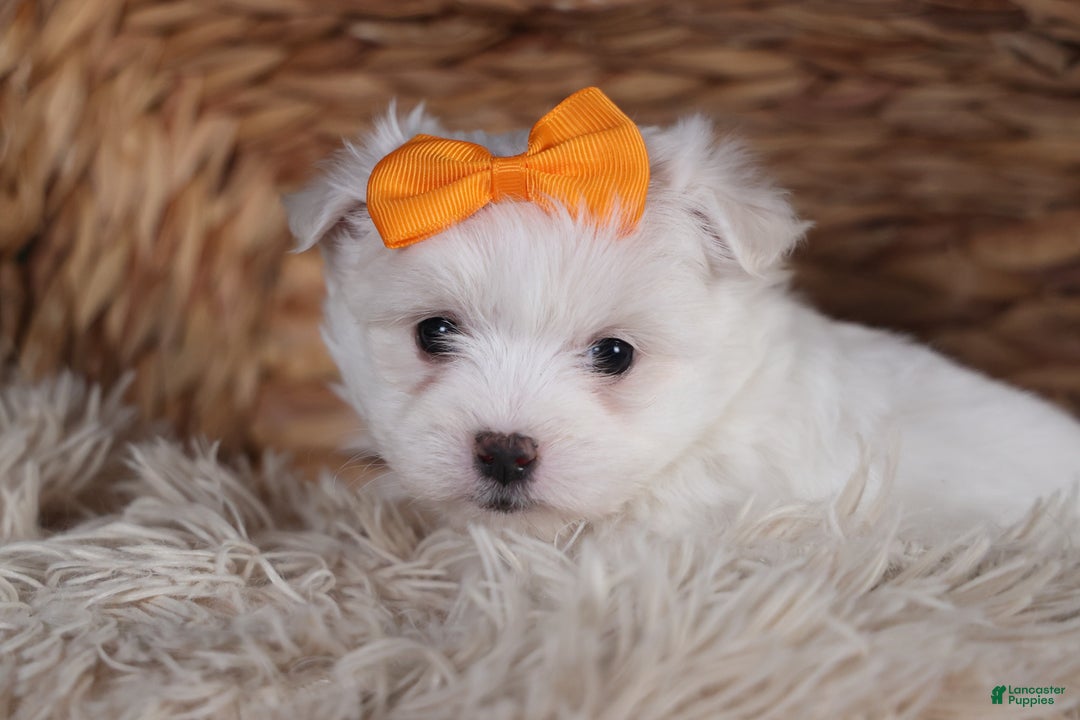 Maltese dogs for sale: APOLLO - Ad 3