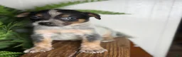 Australian Cattle Dog dogs for sale: Sweet pea - Ad 4