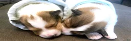 Shetland Sheepdog dogs for sale: Shetland Sheepdog Puppy 1 - Ad 13