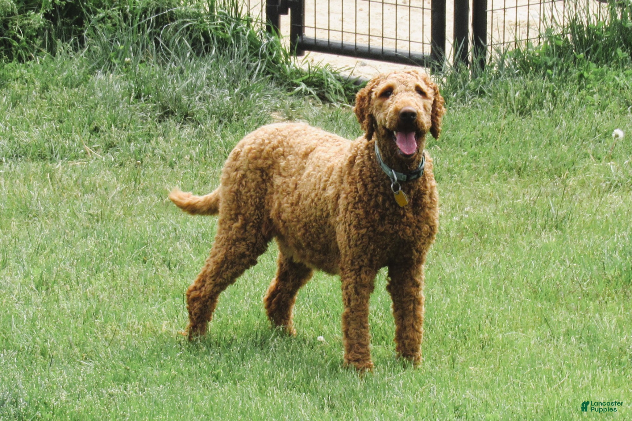 Goldendoodle dogs for sale: Green collar - Ad 4