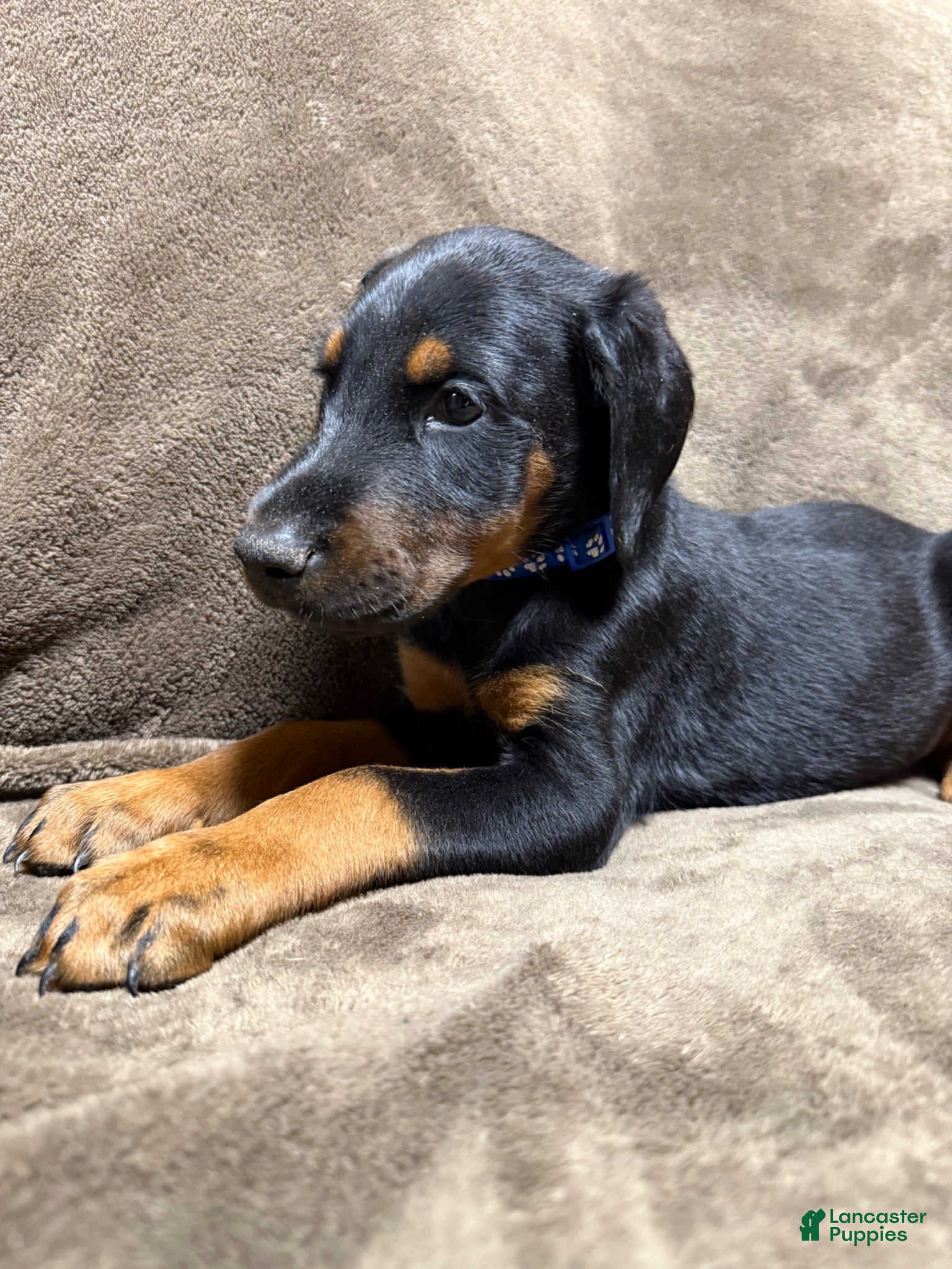 Doberman Pinscher dogs Orion - Ad 42