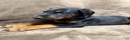 Doberman Pinscher dogs for sale: Orion - Ad 1