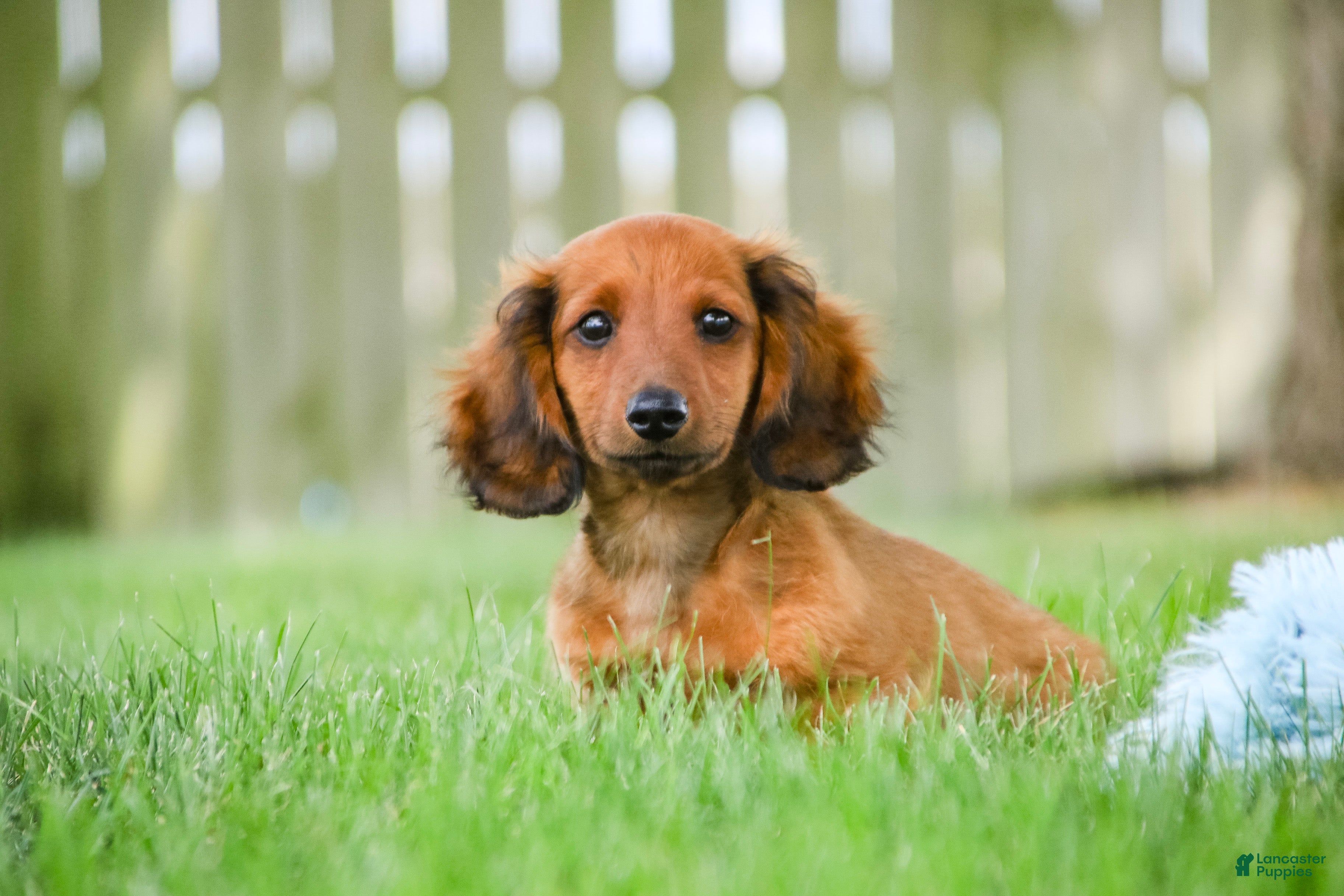Miniature Dachshund dogs Tony - Ad 2