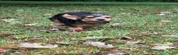 Mixed Breed dogs for sale: Mixed Breed 4 - Ad 3