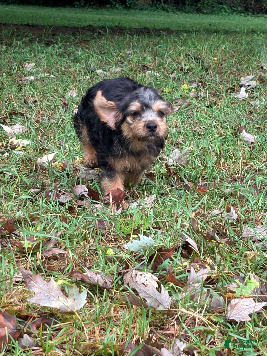 Mixed Breed dogs for sale: Mixed Breed 4 - Ad 3