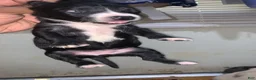 American Pit Bull Terrier dogs for sale: Black and mild - Ad 5