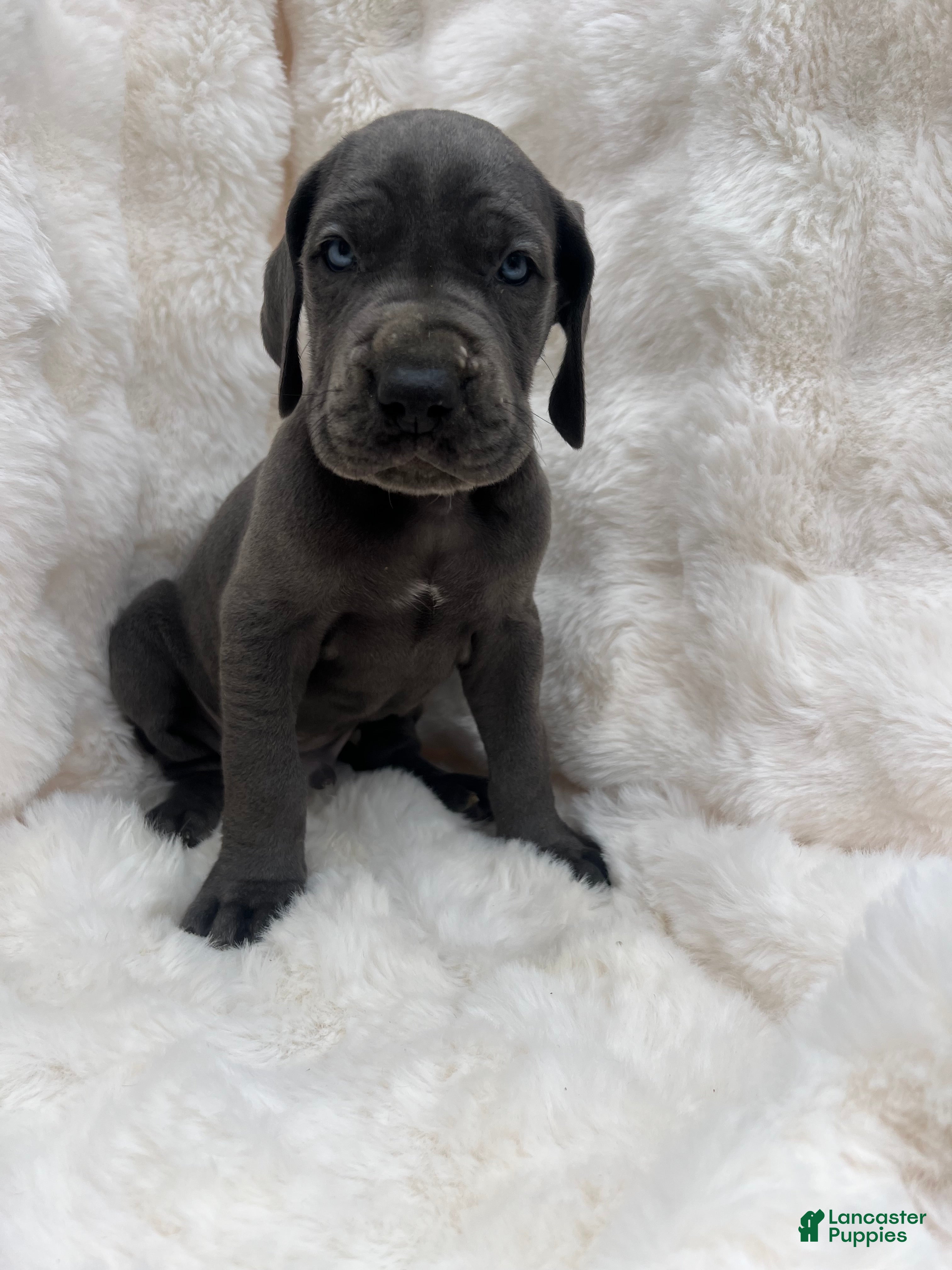 Great Dane dogs Explorer - Ad 7