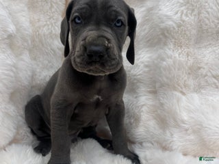 Great Dane dogs Explorer - Ad 3