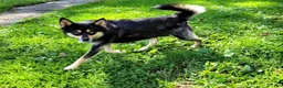 Pomsky dogs for sale: Racer - Ad 4