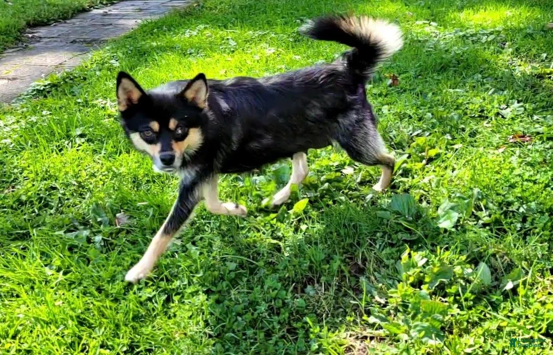 Pomsky dogs for sale: Racer - Ad 4
