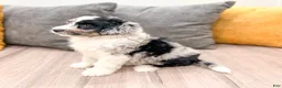 Aussiedoodle dogs for sale: Spice - Ad 4