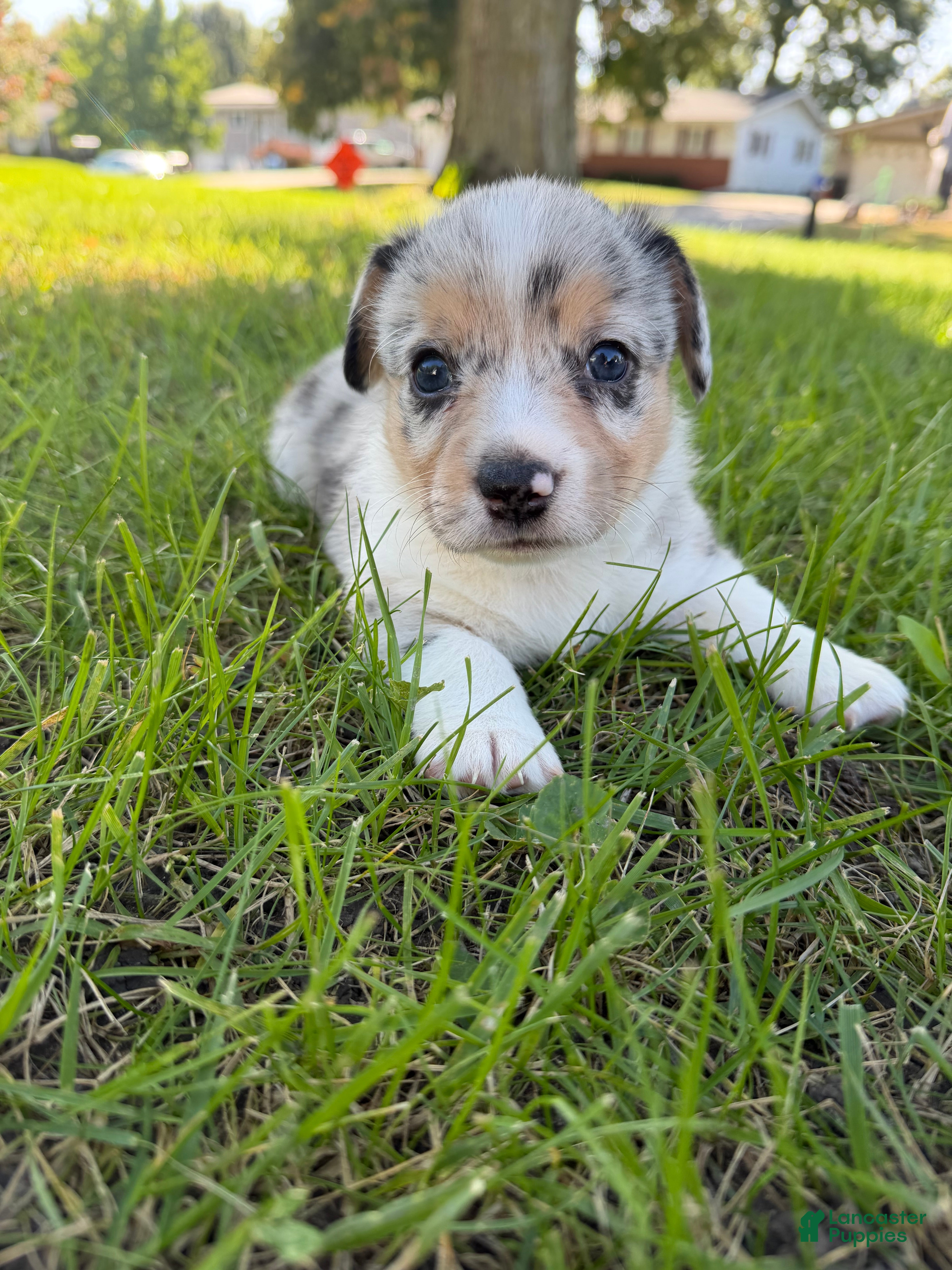 Mixed Breed dogs for sale: Doc - Ad 29