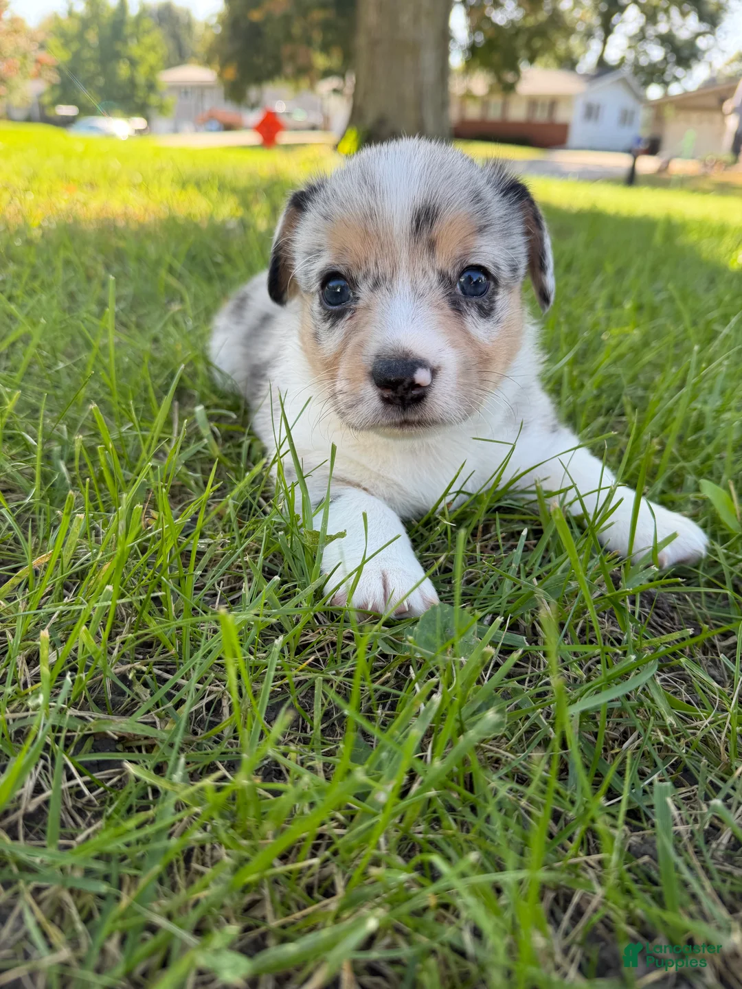 Mixed Breed dogs for sale: Doc - Ad 1
