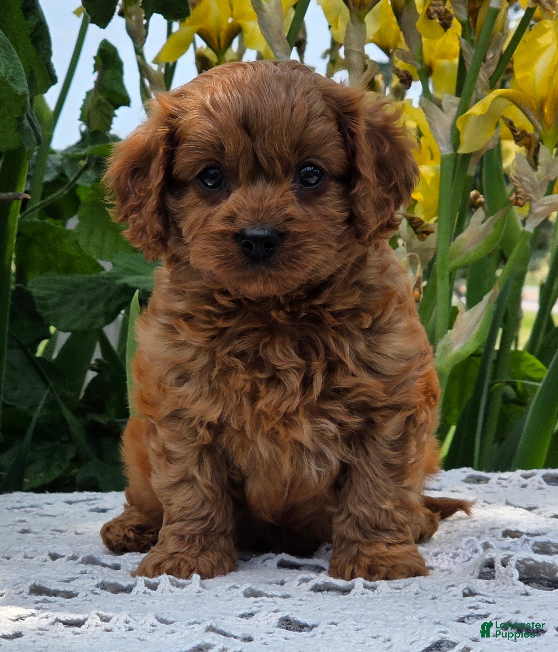 Cavapoo dogs Lincoln  - Ad 2