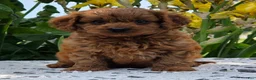 Cavapoo dogs for sale: Lincoln  - Ad 2
