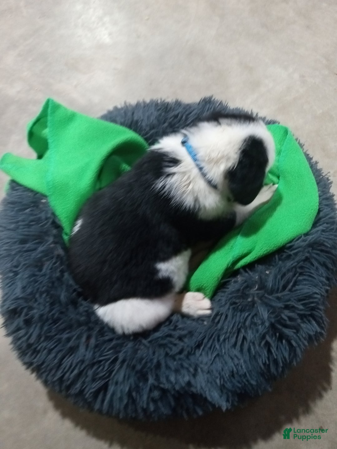 Mixed Breed dogs for sale: Chungus - Ad 4